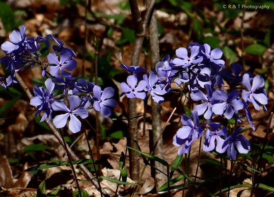 {Phlox divaricata}